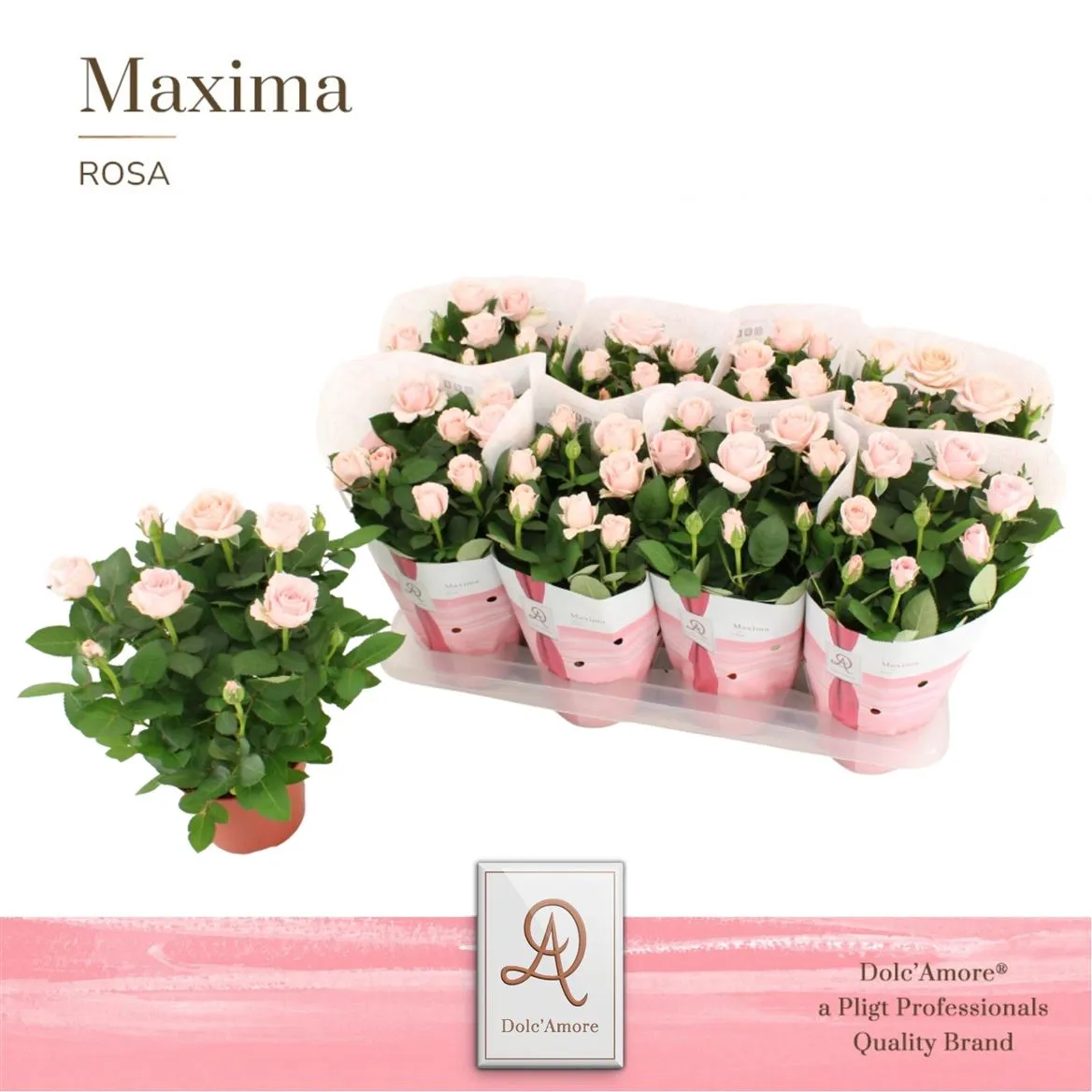 Rosa Infinity Roze • črepník 14 cm