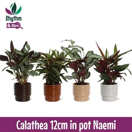 Calathea Mix In Naemi Dark Keramiek - Rhythm & Mor • črepník 12 cm