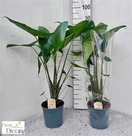 Alocasia Zebrina • črepník 21 cm