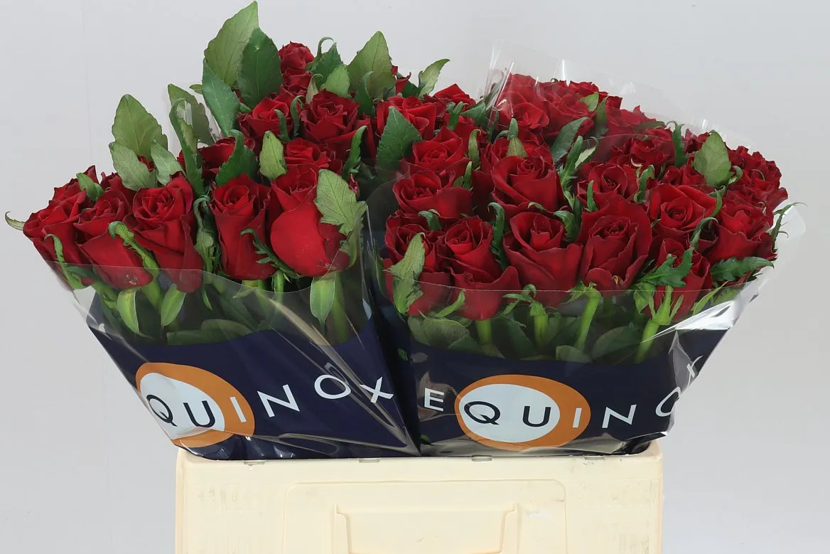 Rosa Gr Ever Red • 60 cm