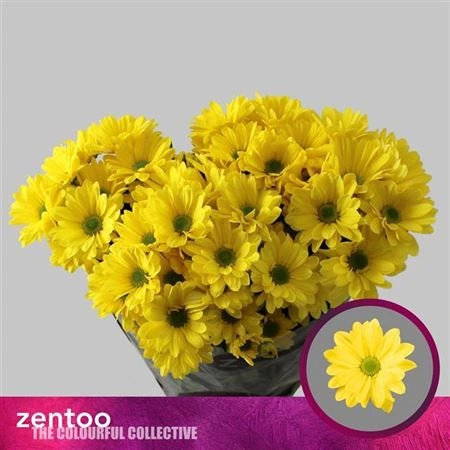 Chryzantéma trsová Celebrate • 70 cm