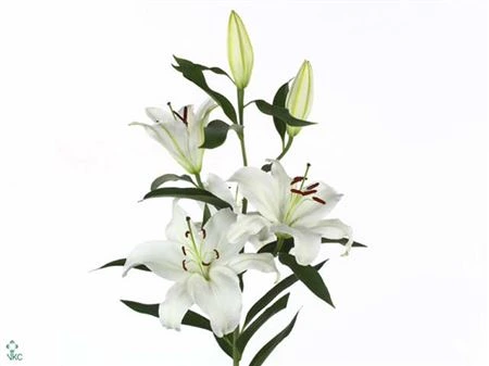 Ľalia orientálna Santander Ex • 110 cm
