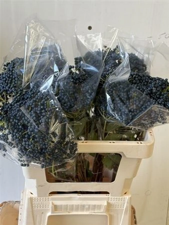 Viburnum De Inge A2 • 50 cm