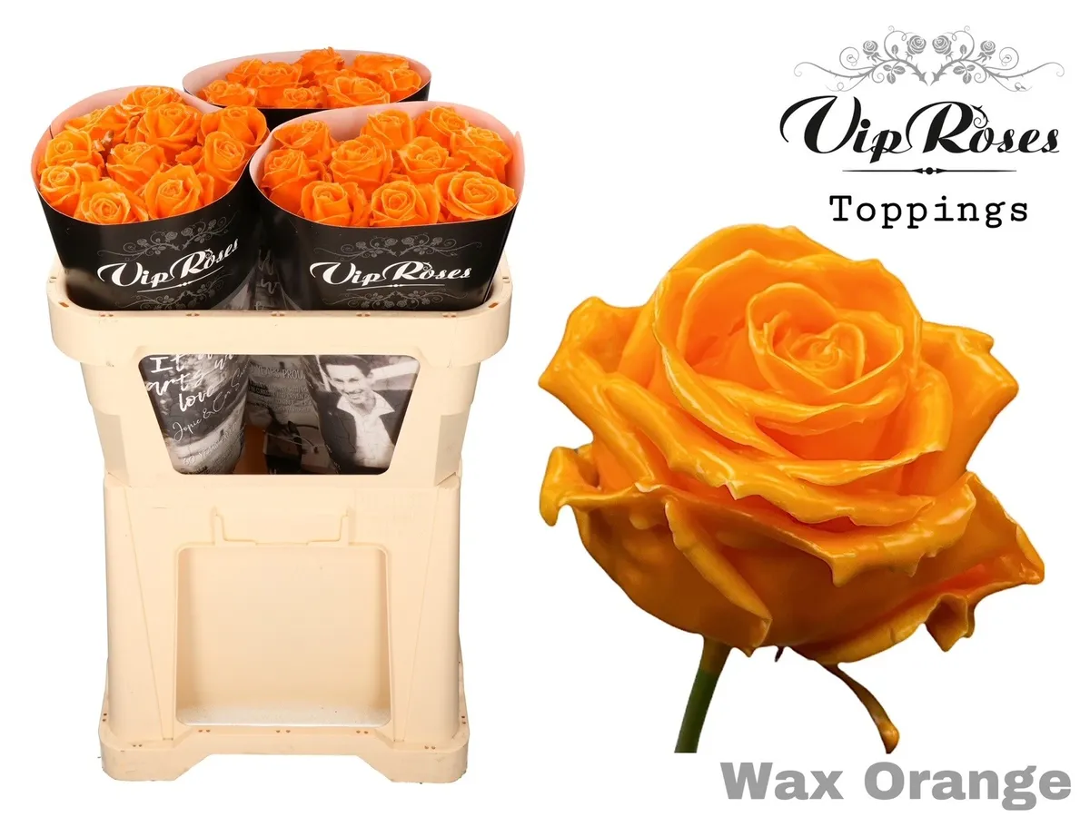 R Gr Wax Orange (60cm) • 60 cm