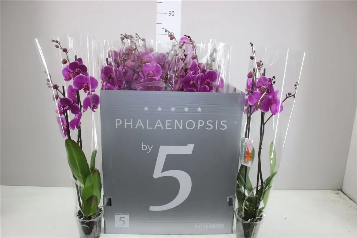 Orchidea Phalaenopsis fialová, 2 výhony • črepník 12 cm