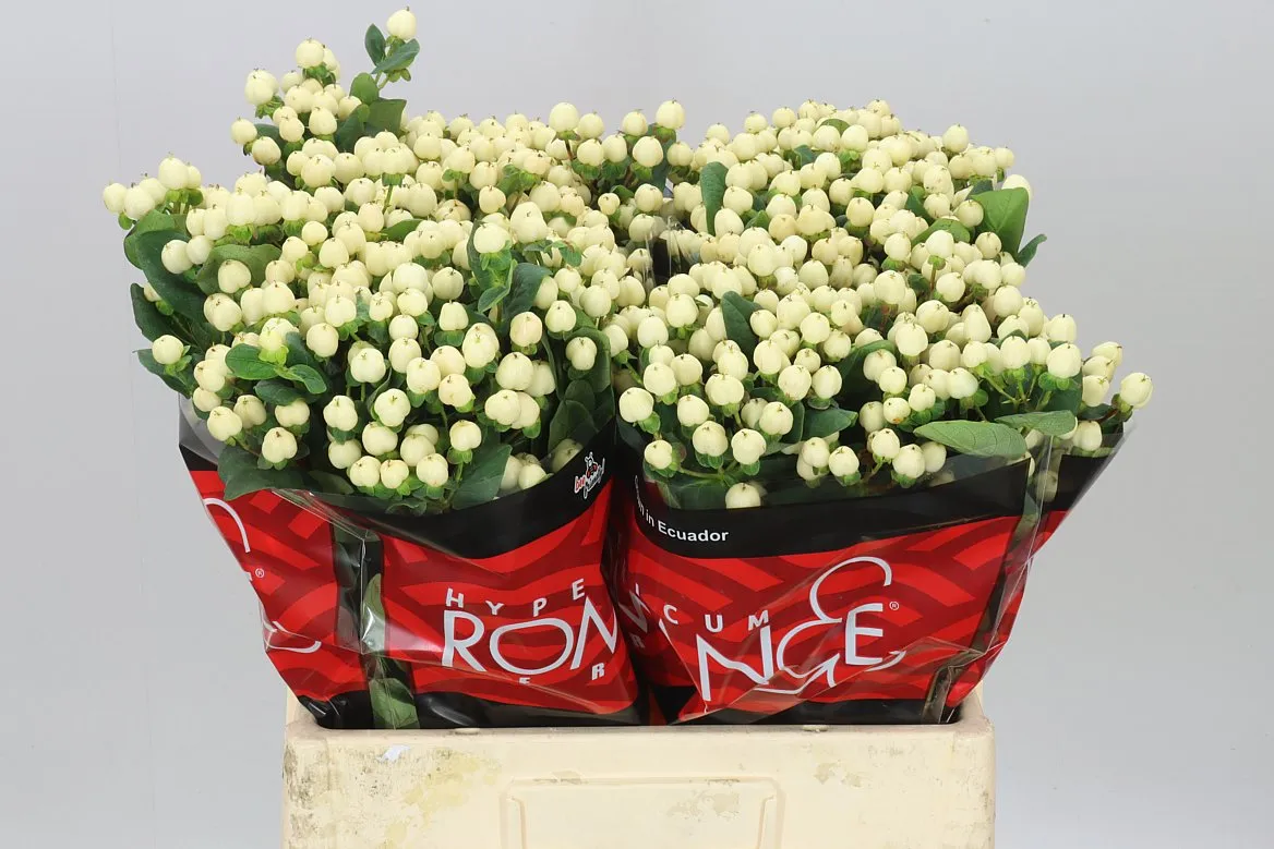 Hyp Cool Romance • 60 cm