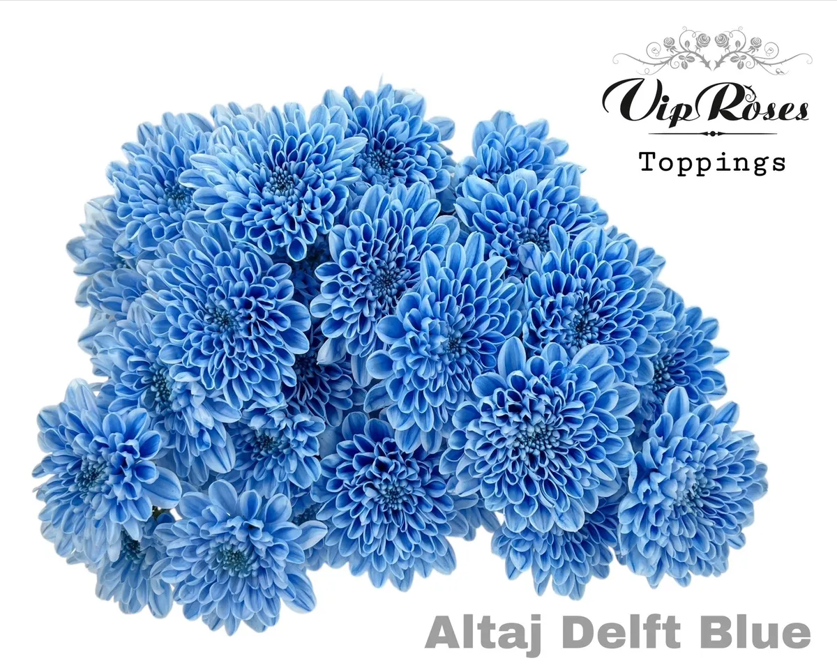 Chryzantéma trsová Altaj Delft Blue • 70 cm