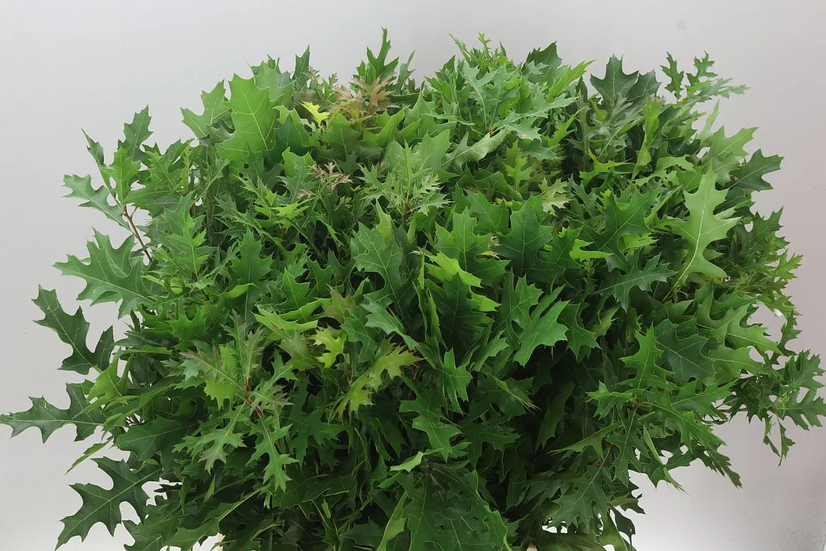 Quercus Palustrus • 80 cm