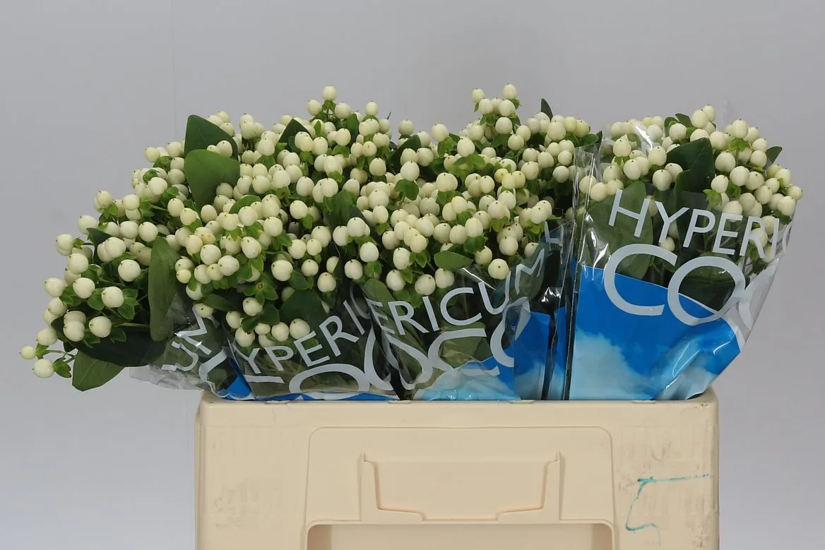 Hyperikum Coco Uno • 50 cm