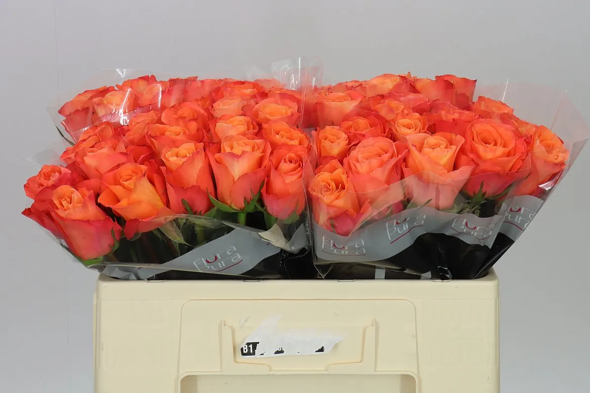 Rosa Gr Satsuma • 50 cm