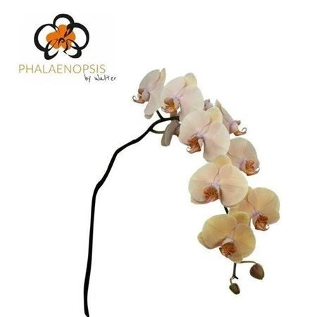 Orchidea Phalaenopsis Royal Peach