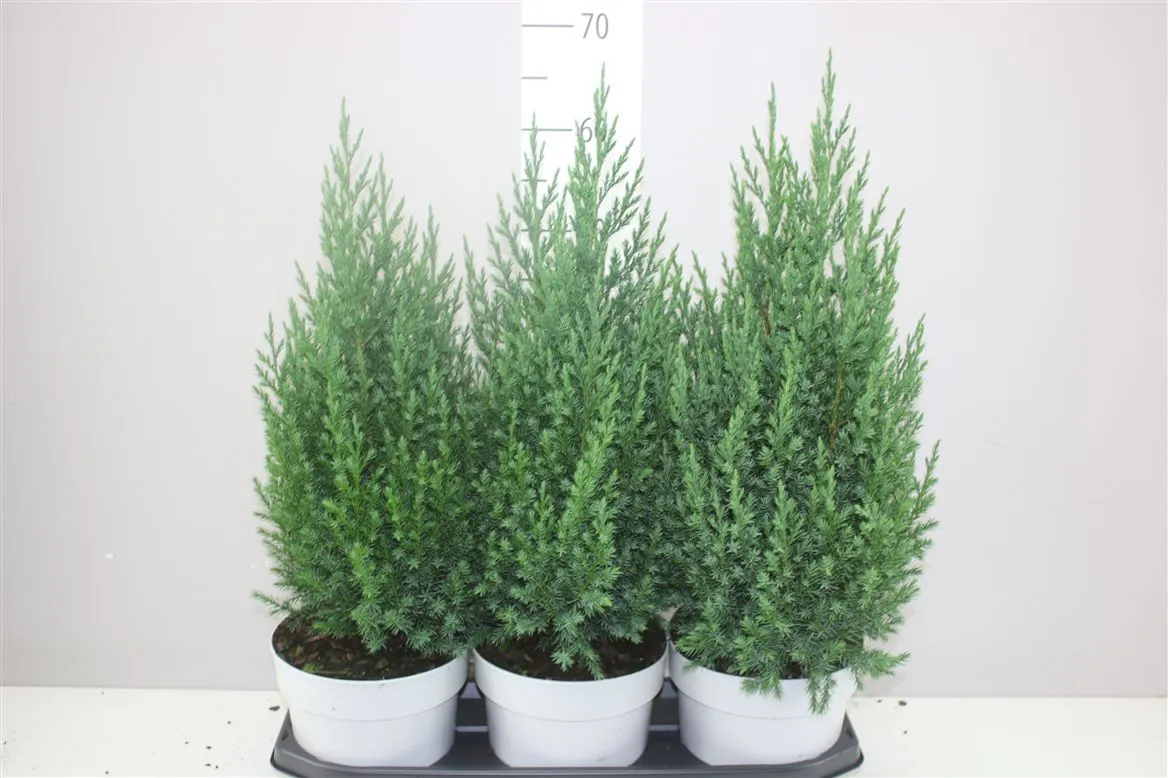 Juniperus Ch Stricta • črepník 19 cm