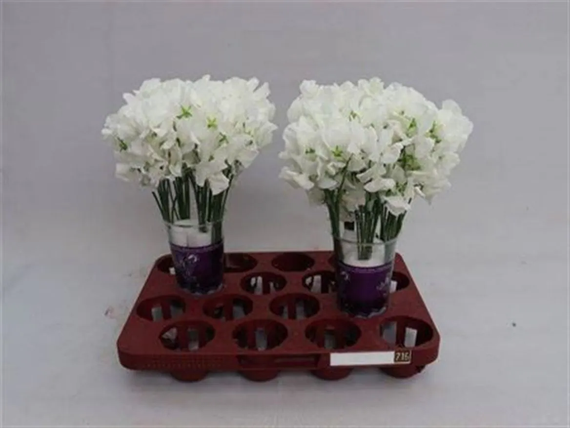 Hrachor White