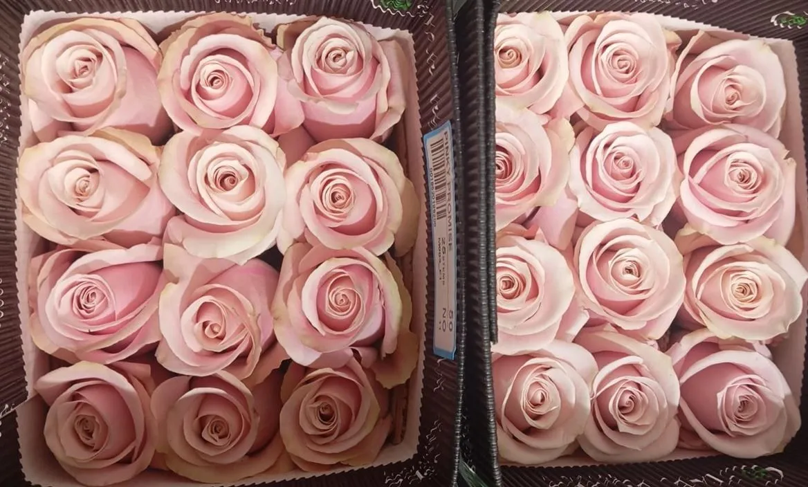 Rosa Gr Ec Pinky Promise • 50 cm