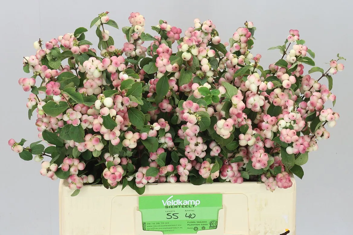 Symphoricarpos Mag R Ri Hood • 55 cm