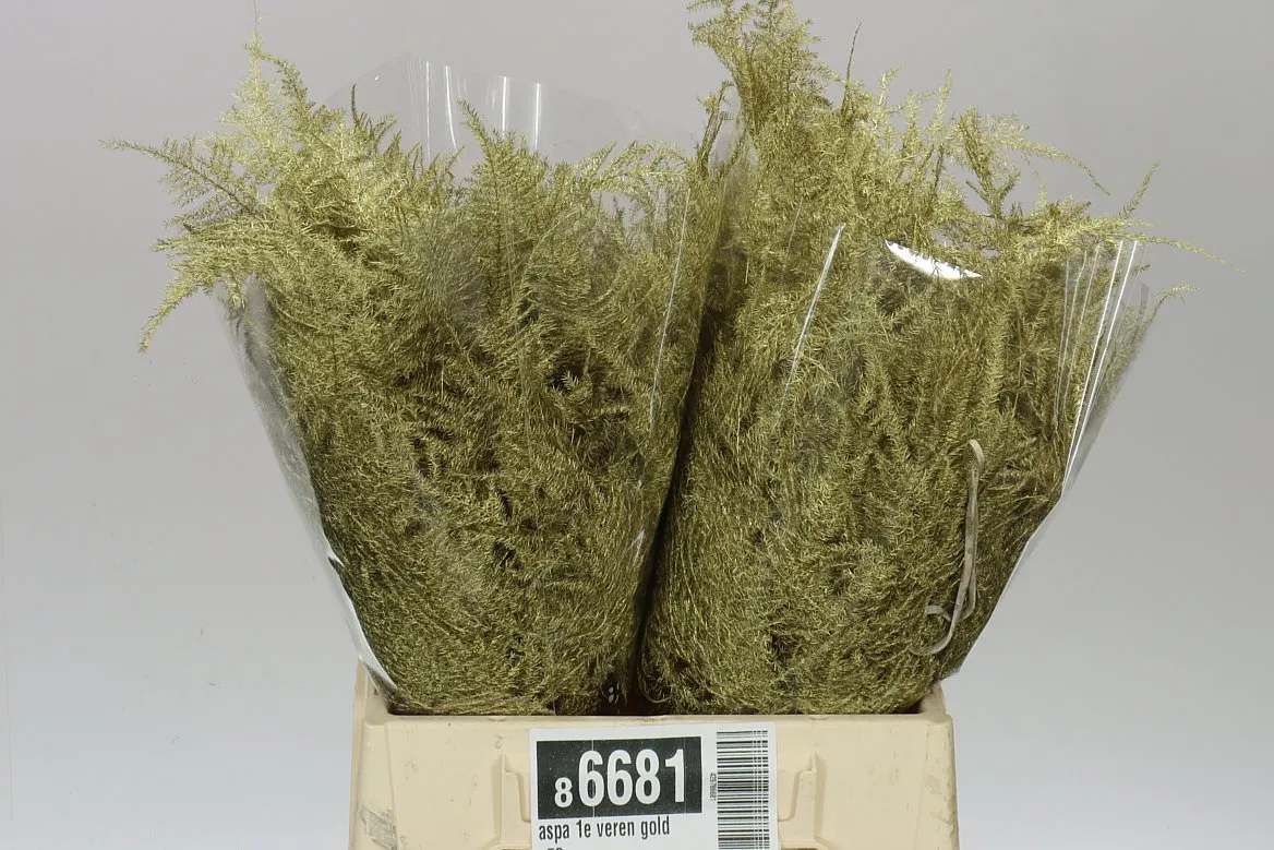 Asparágus 1e Veren Gold X50 • 45 cm