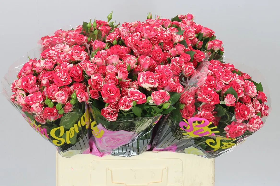 Rosa Tr Fireworks • 60 cm