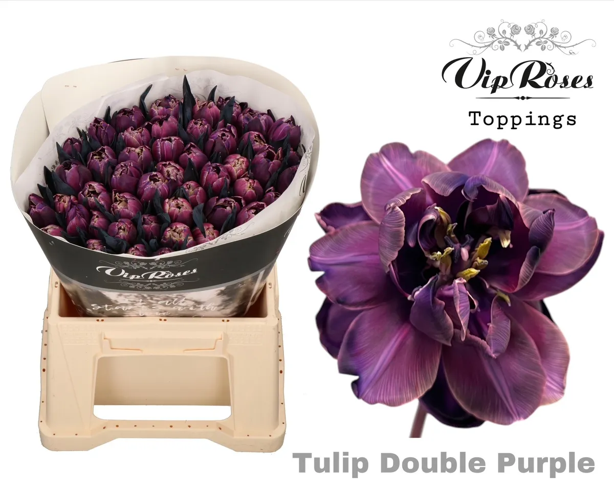 Tu Du Double Purple • 38 cm