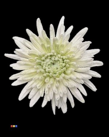Chryzantéma veľkokvetá Marshmallow Lime Green • 70 cm