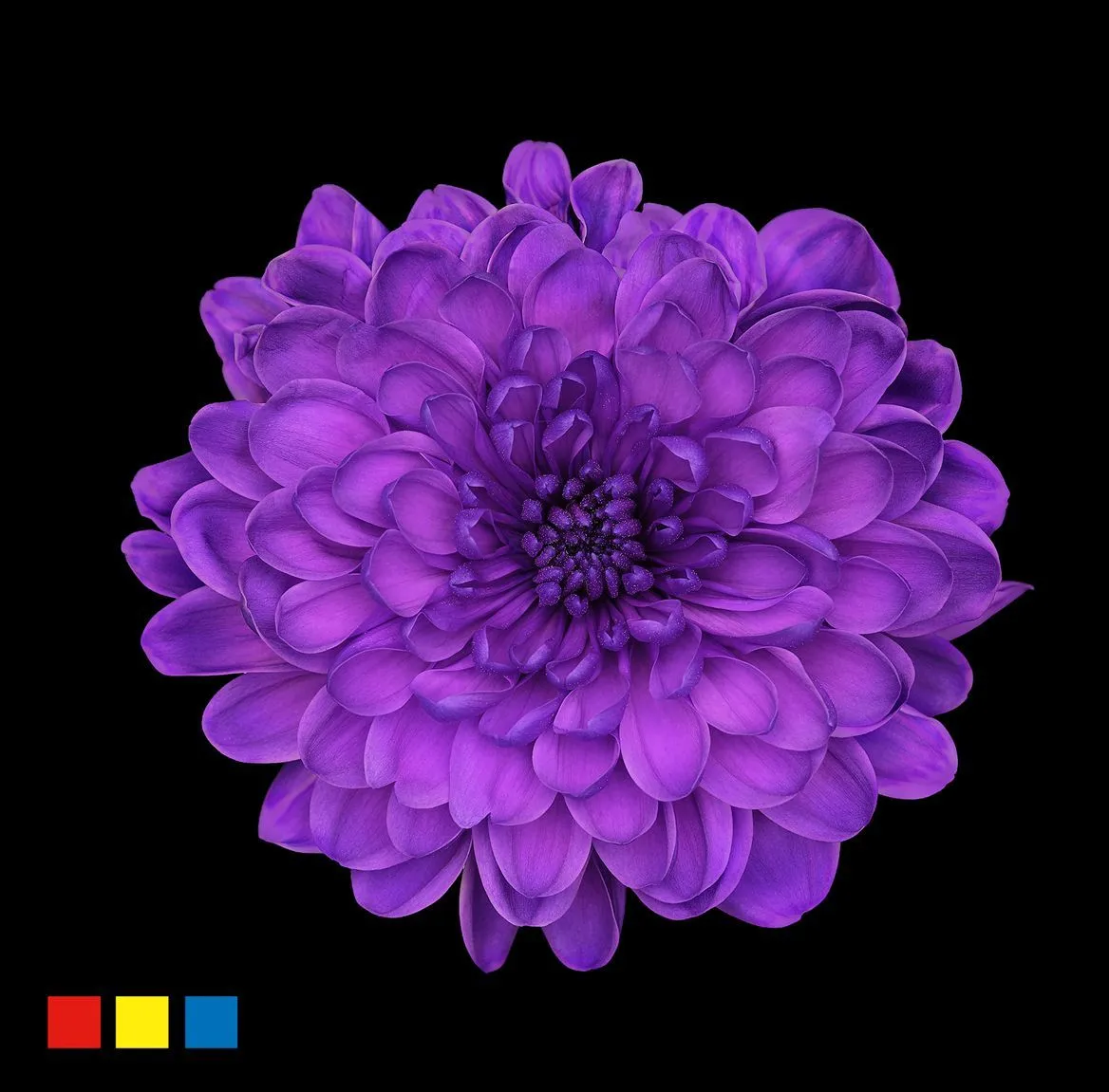 Chryzantéma trsová Altaj Milka • 70 cm