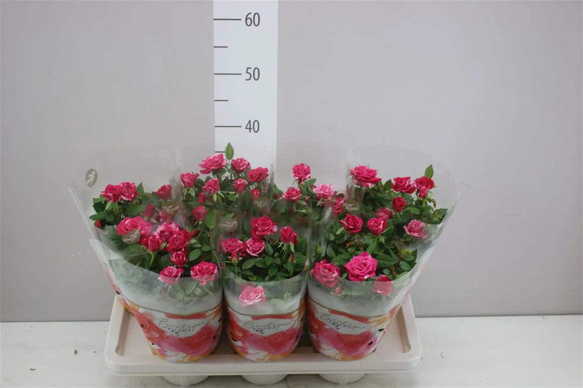 Ruža črepníková Twin Colour • črepník 14 cm