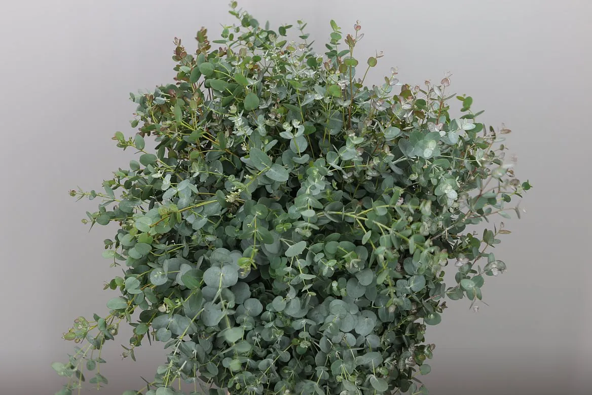 Gunni 300 Gr • 70 cm