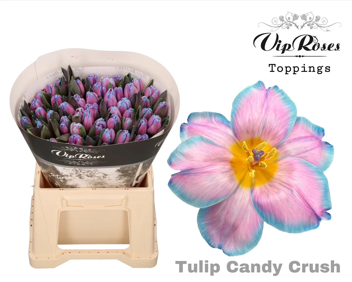 Tulipán jednoduchý A Candy Crush • 40 cm