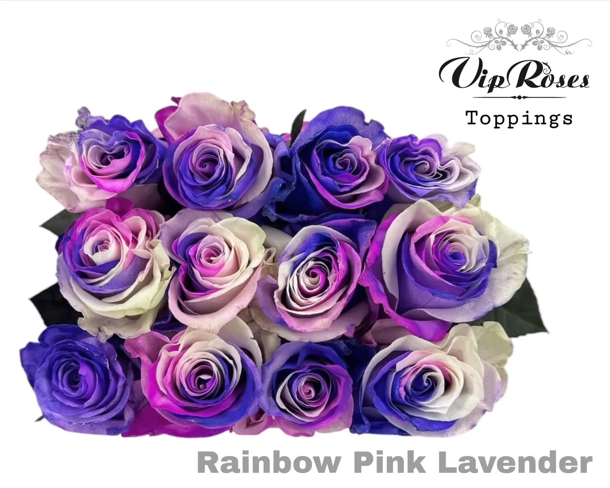 R Gr Rainbow Pink Lavender • 70 cm