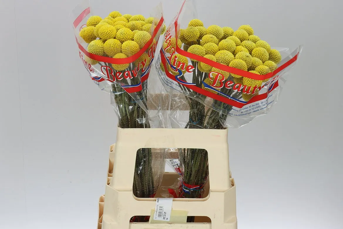 Craspedia Big Yellow • 65 cm