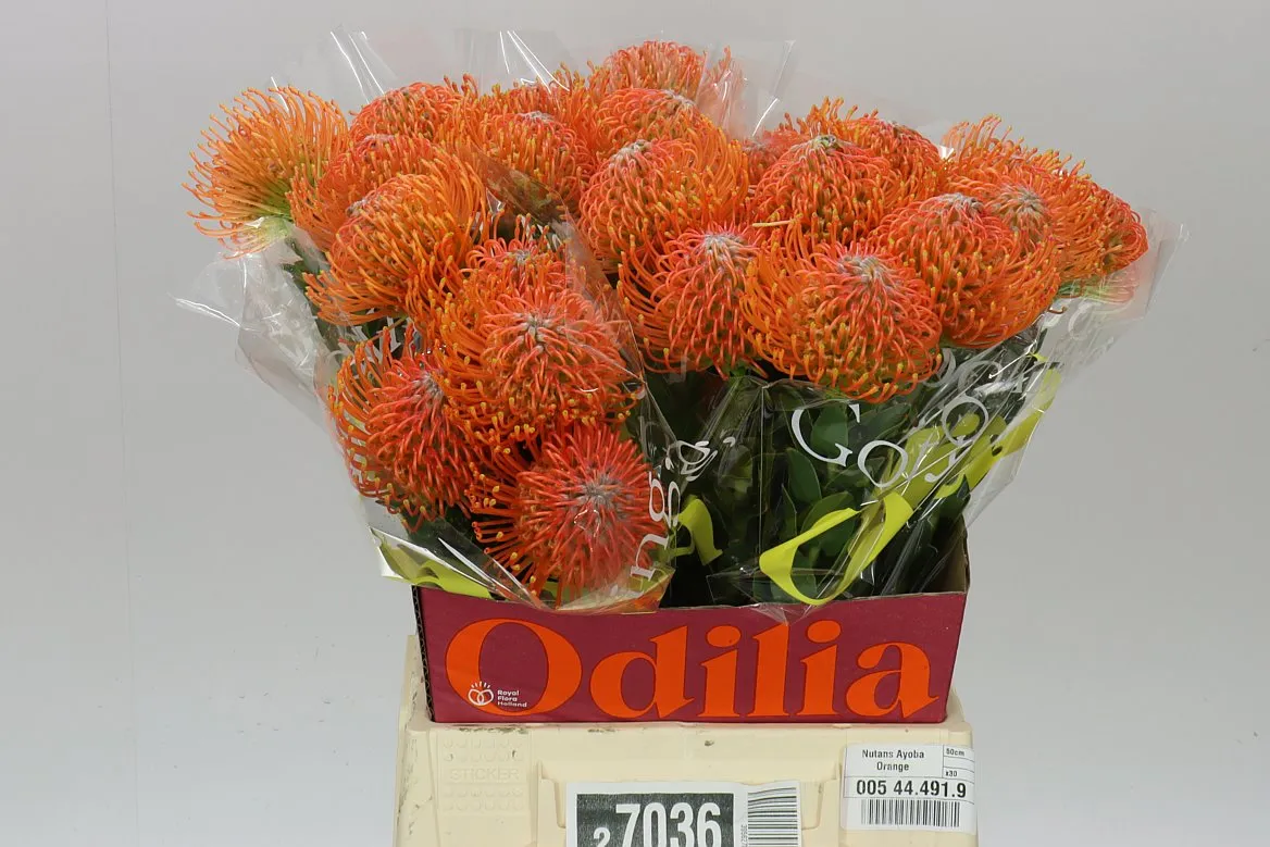 Leucospermum Ayoba Orange • 50 cm