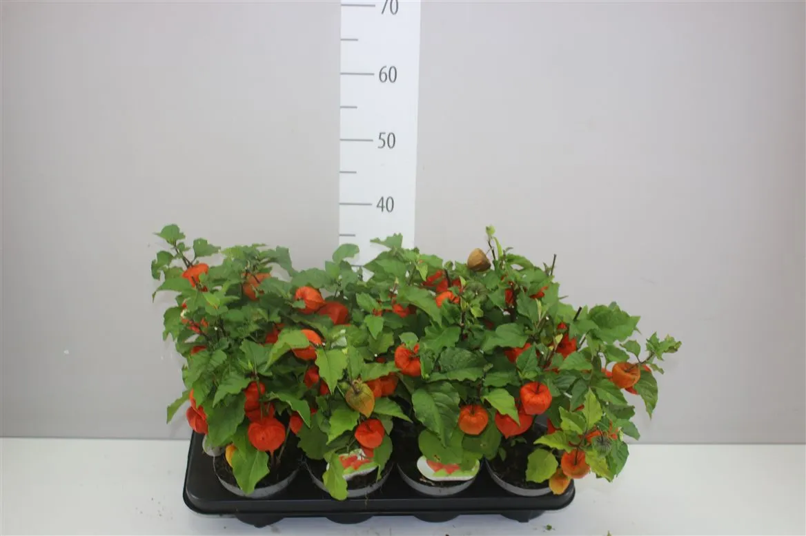 Physalis Alkekengi • črepník 12 cm