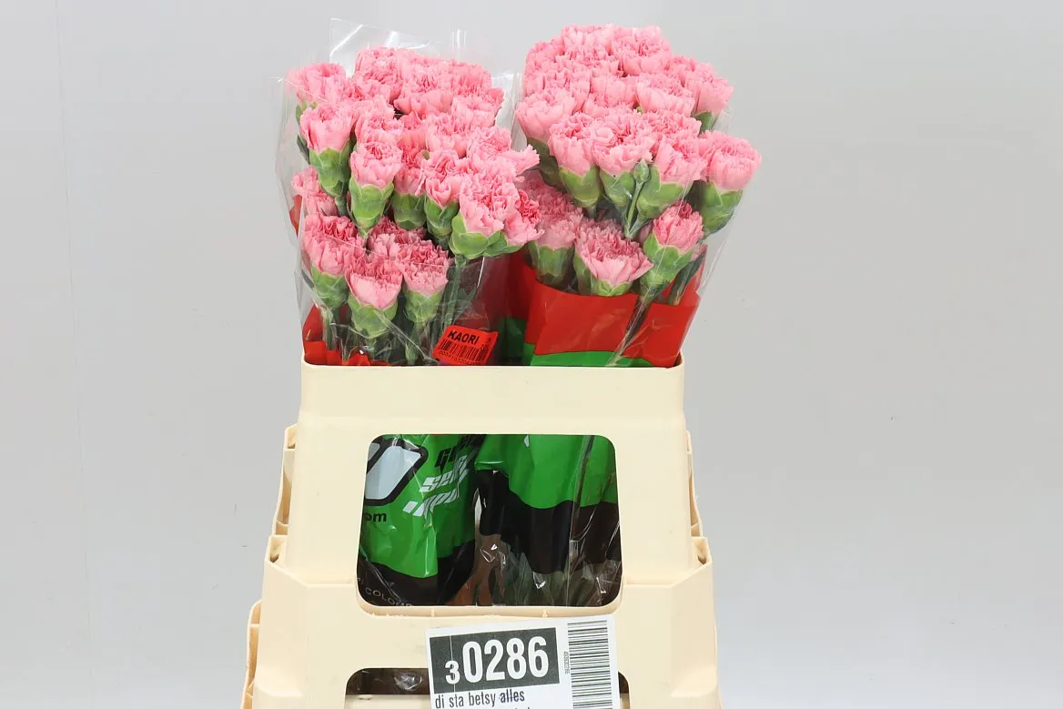 Karafiát Betsy • 55 cm