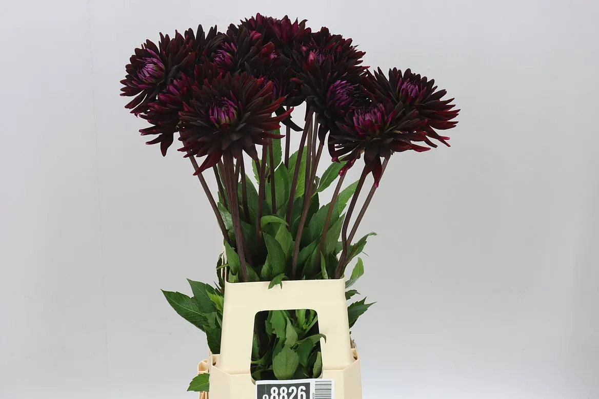Dahlia Chat Noir Ex • 60 cm