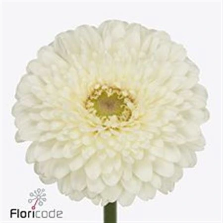 Germini Pomponi Blanco • 45 cm