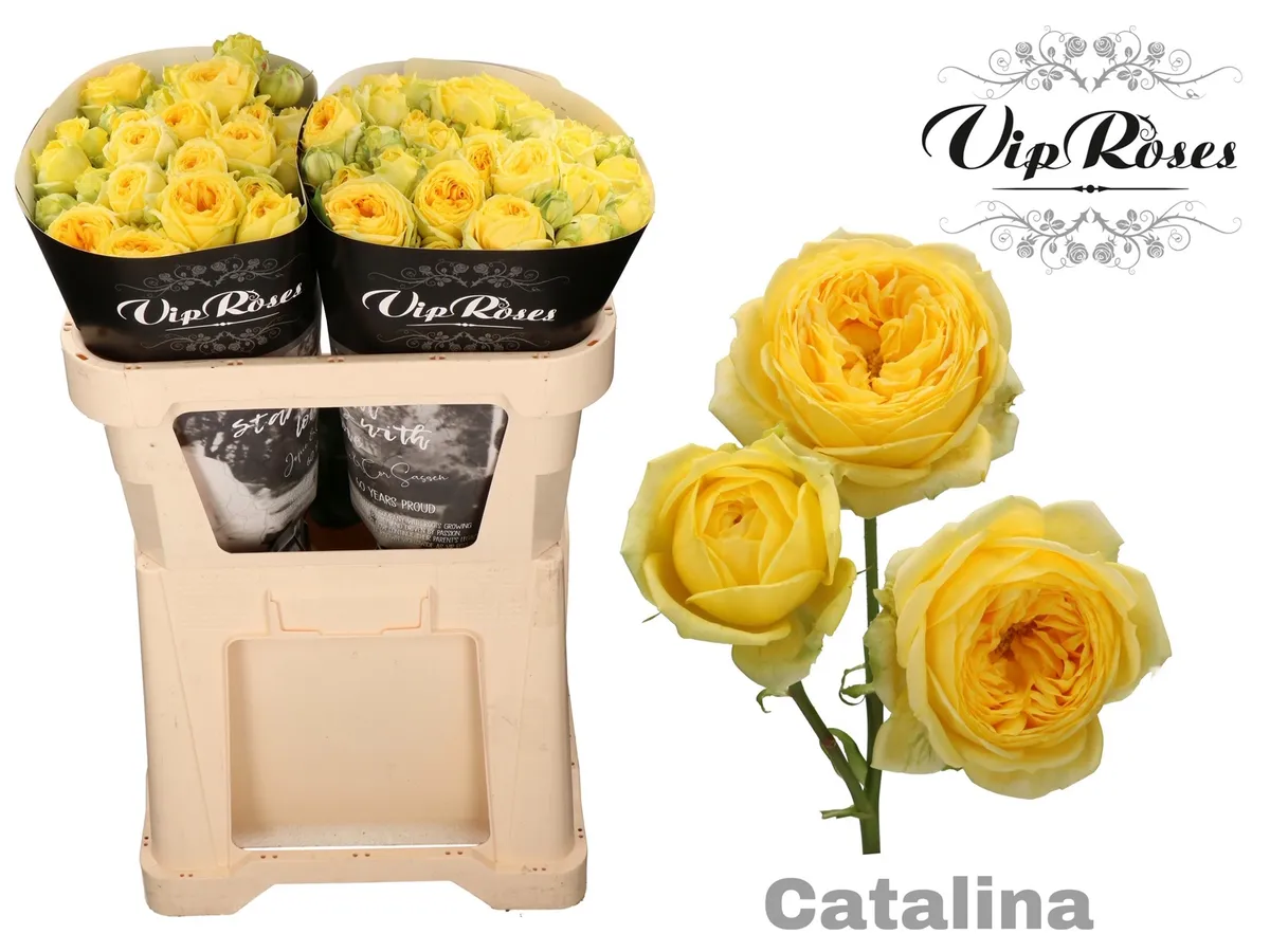 R Tr Catalina • 70 cm