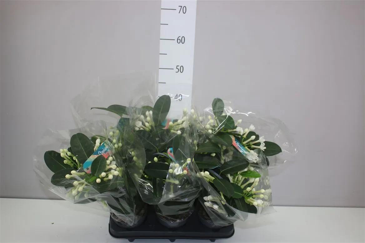 Stephanotis Fleur Parfum 9-10 Rijp A2 • črepník 12 cm