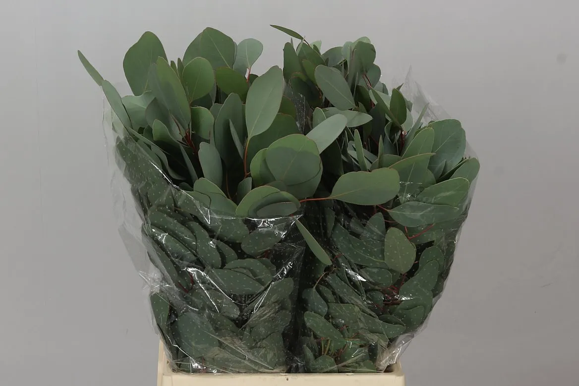 Populus Leaf Short • 50 cm