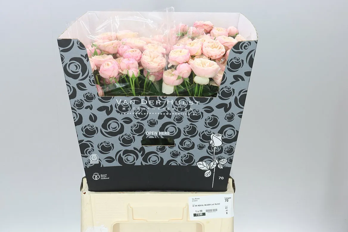 Ruža trsová Royal Blush • 70 cm