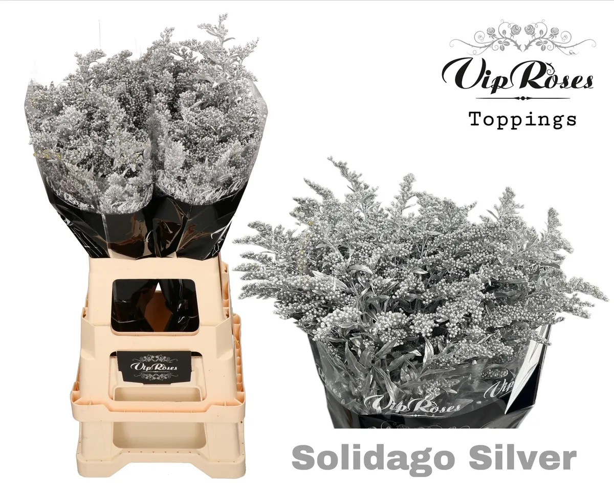 Solidago Silver • 70 cm