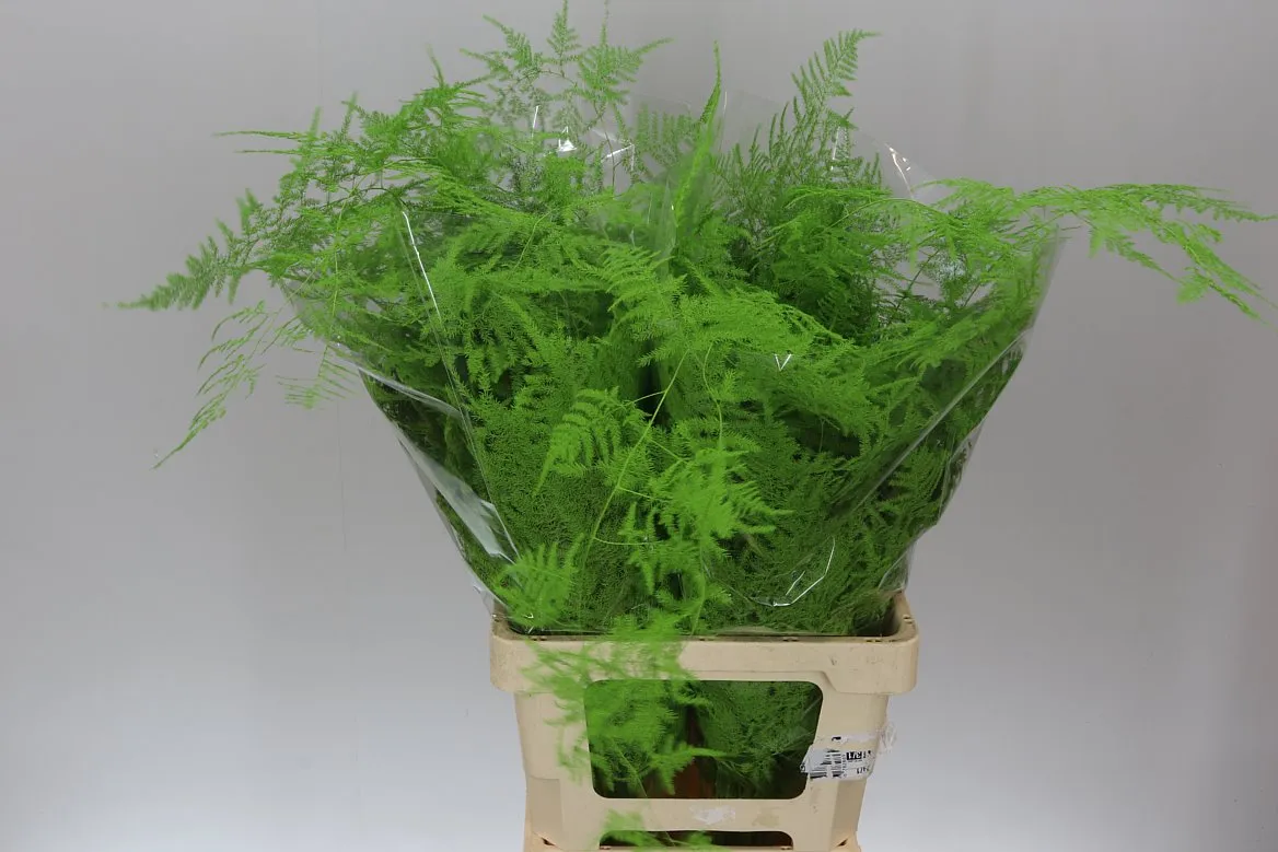 Asparágus Extra Veren Green farbený • 65 cm
