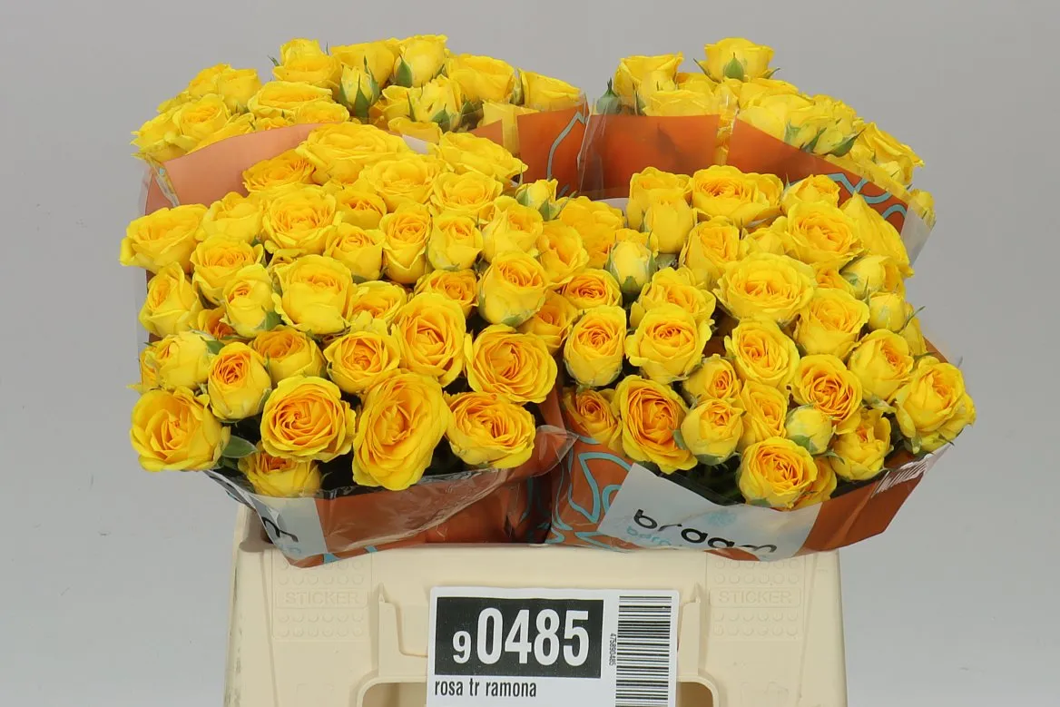 Rosa Tr Ramona • 40 cm