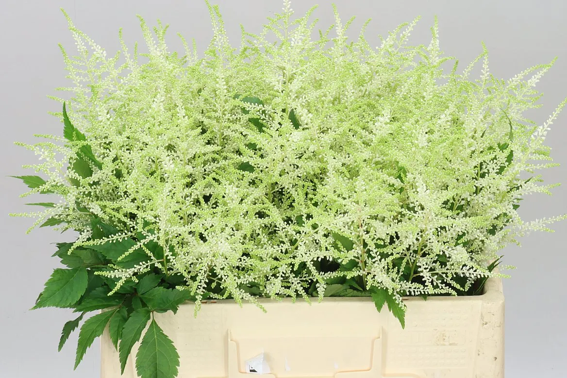 Astilbe Washingthon • 55 cm