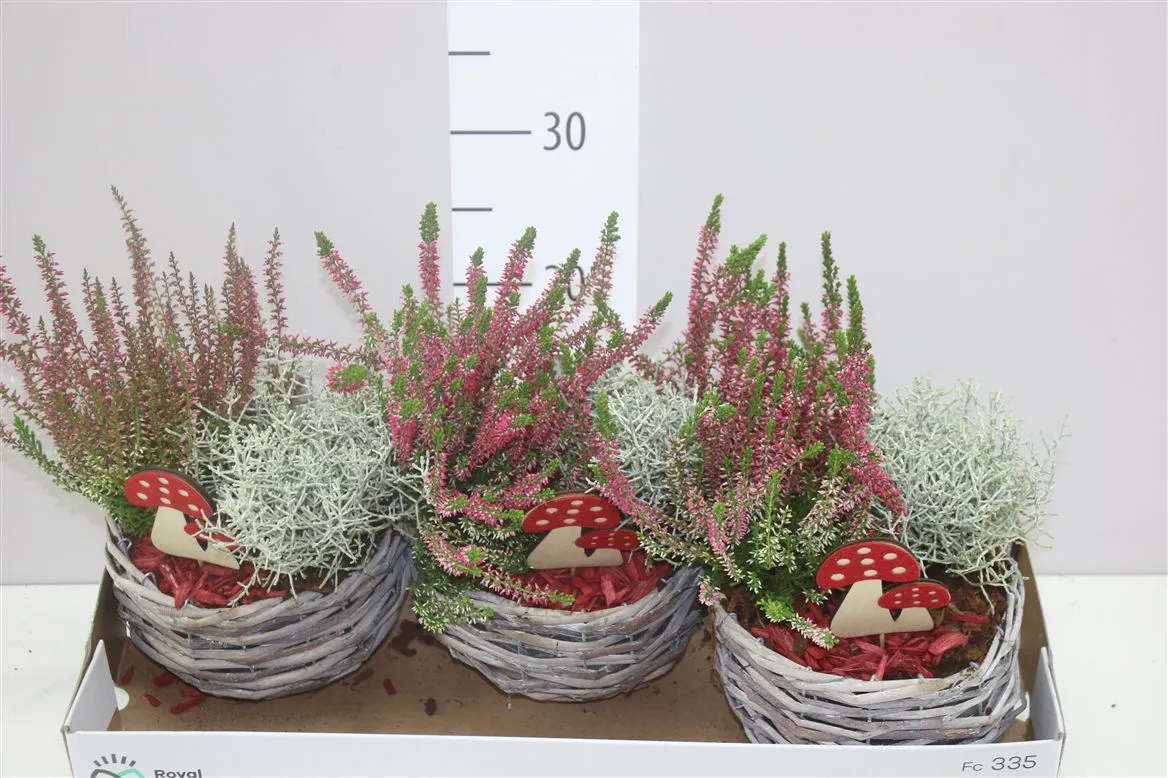 Arr Tuinplanten v prútenom košíku • črepník 18 cm