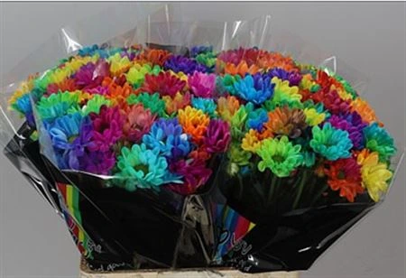 Chryzantéma trsová Rainbow • 70 cm