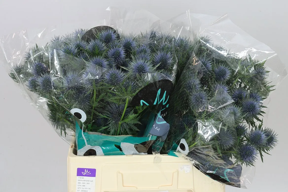 Eryngium Magnet • 60 cm