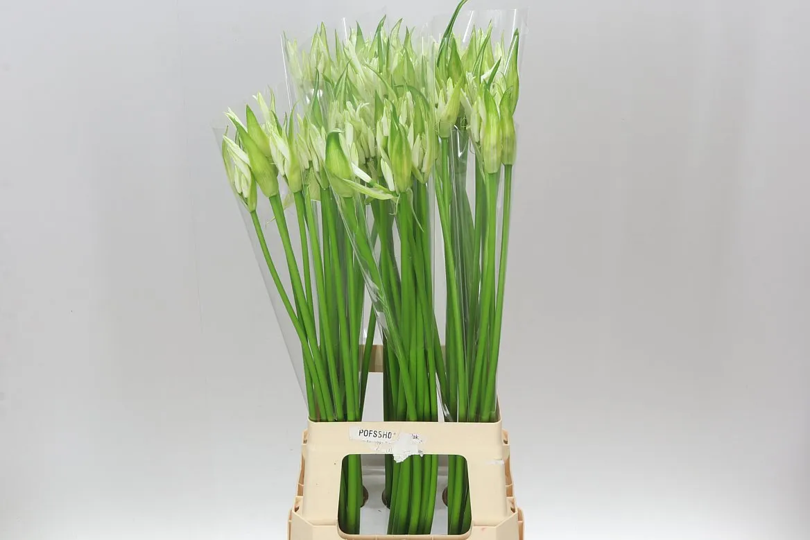 Nerine Bo Like A Virgin • 80 cm