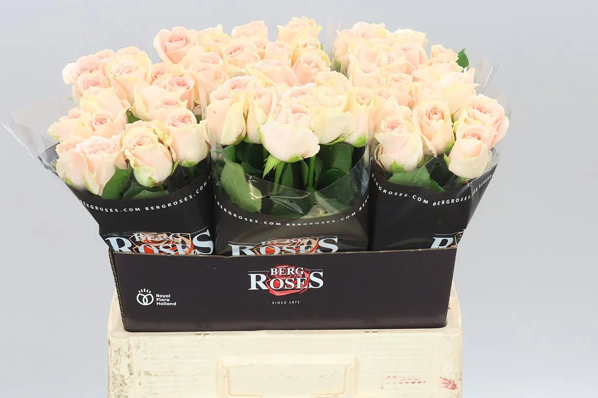 Rosa Gr Doris Day • 60 cm