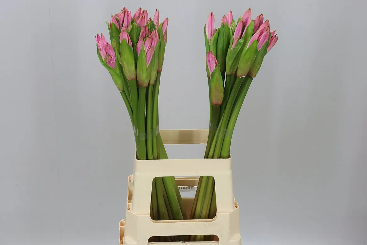 Amarcrinum • 70 cm