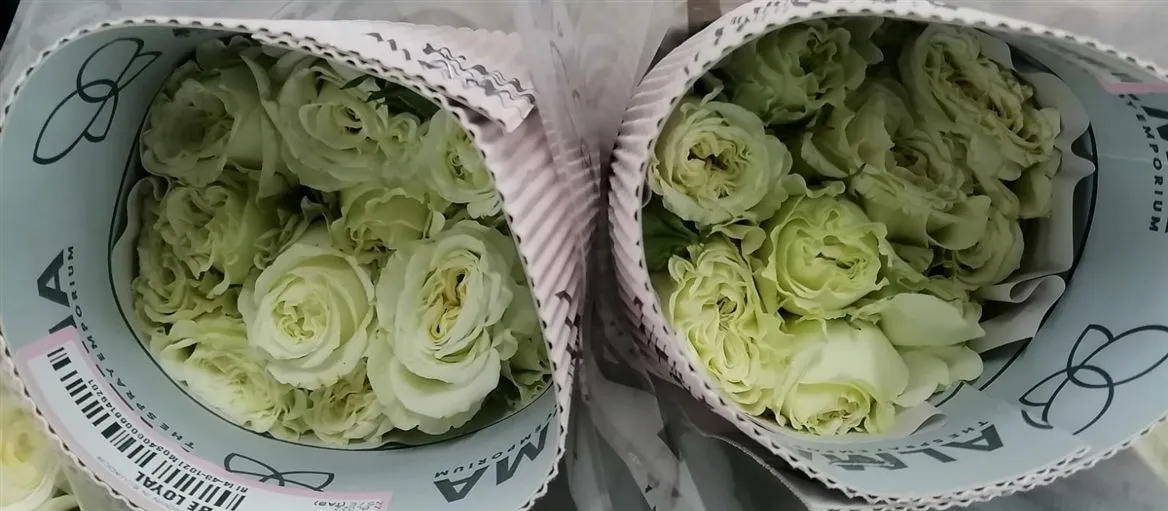 Ruža trsová Be Loyal, Ekvádor • 40 cm