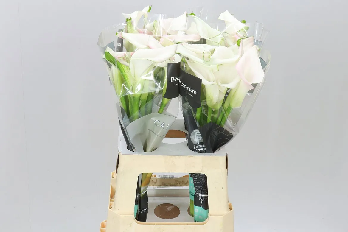 Zant Sweet Art • 65 cm